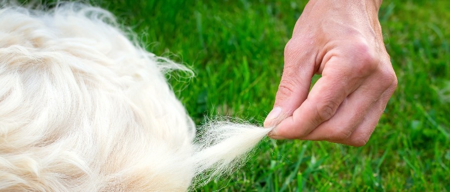 Dog shedding hotsell in winter