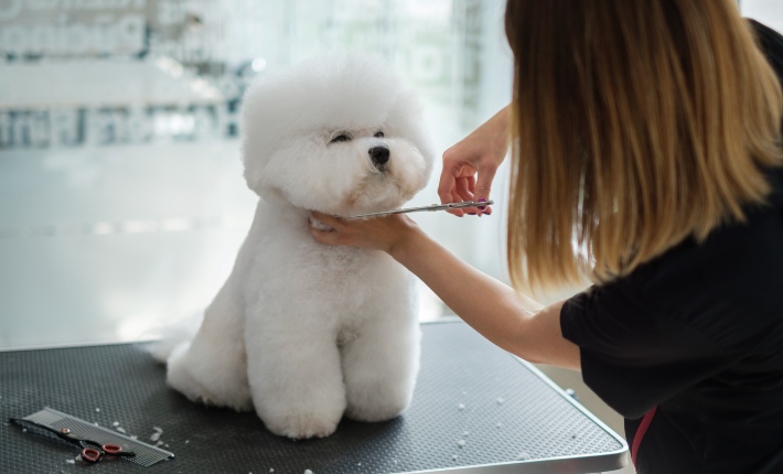 dog at grooming station