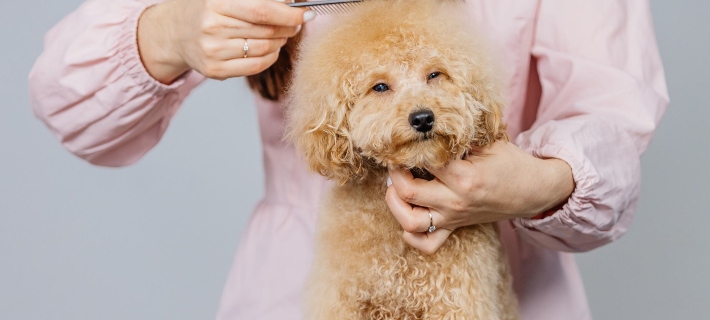 Getting knots out of dog hair best sale