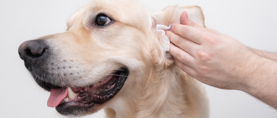 Ear wax outlet treatment for dogs