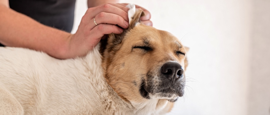 person cleaning dog's ear