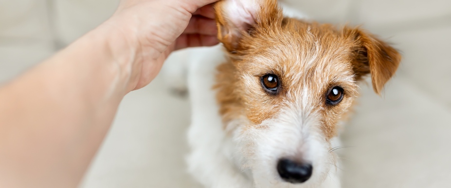 Help! My Dog’s Ear Stink | Four Paws