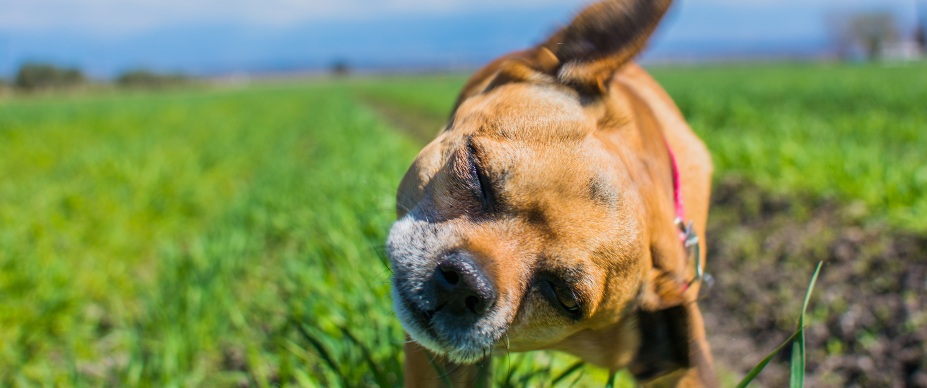 dog shaking head outside on grass