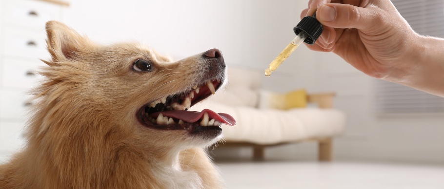 person giving dog a liquid supplement