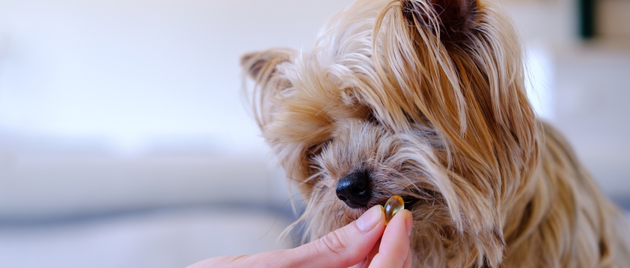 person giving their dog a fish oil supplement