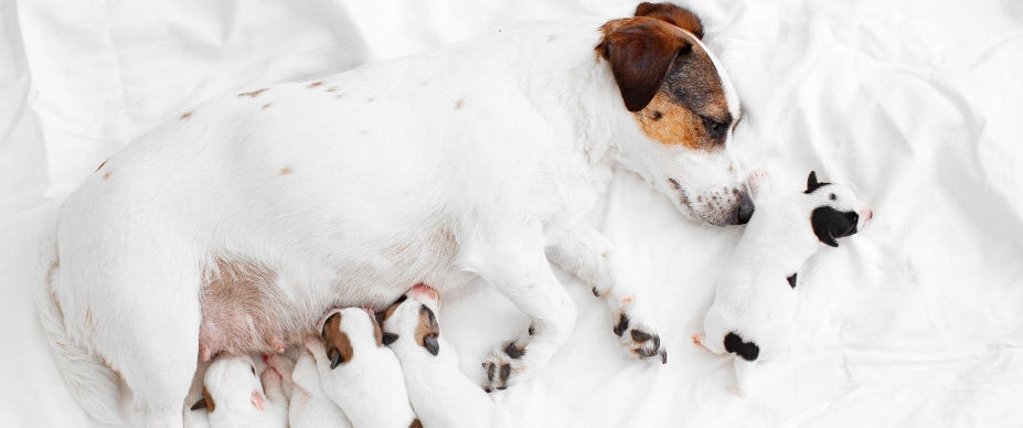 dog nursing newborn puppies