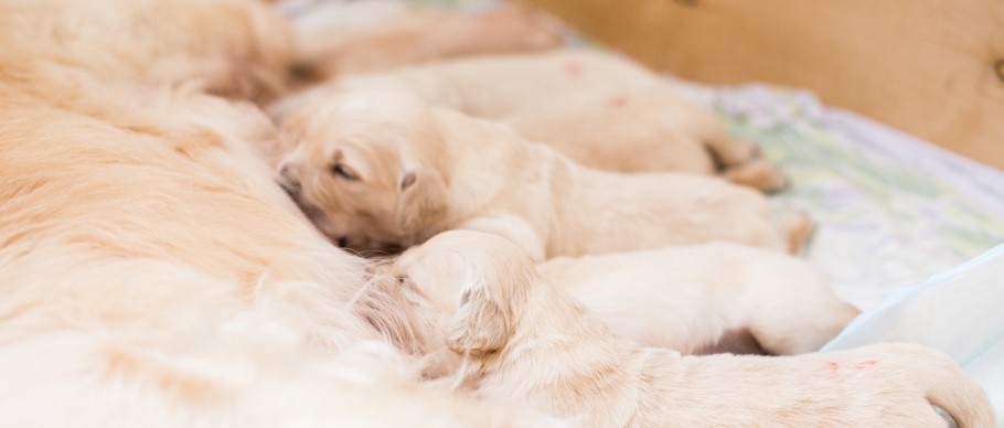 newborn puppies nursing