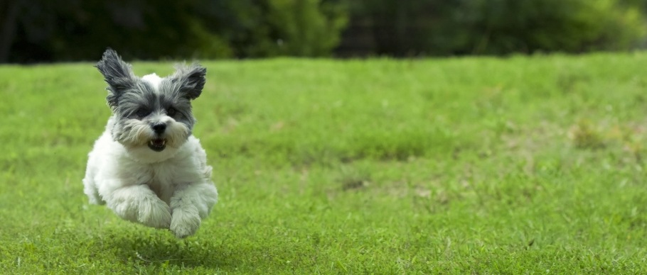 small dog running through grass