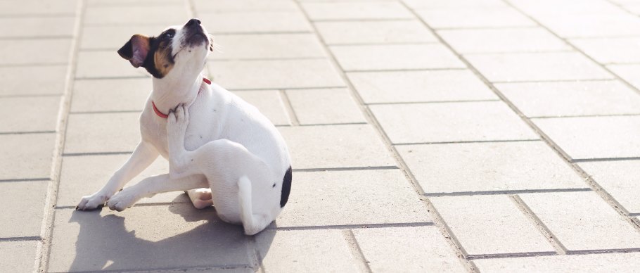 jack russell dog itching