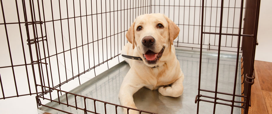 Crate Training Your Puppy At Night Tips Tricks Four Paws