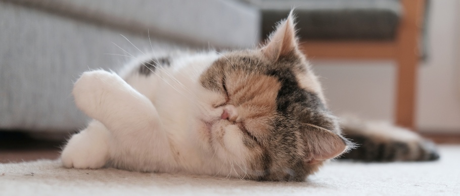 exotic shorthair cat lying on the carpet in the living room