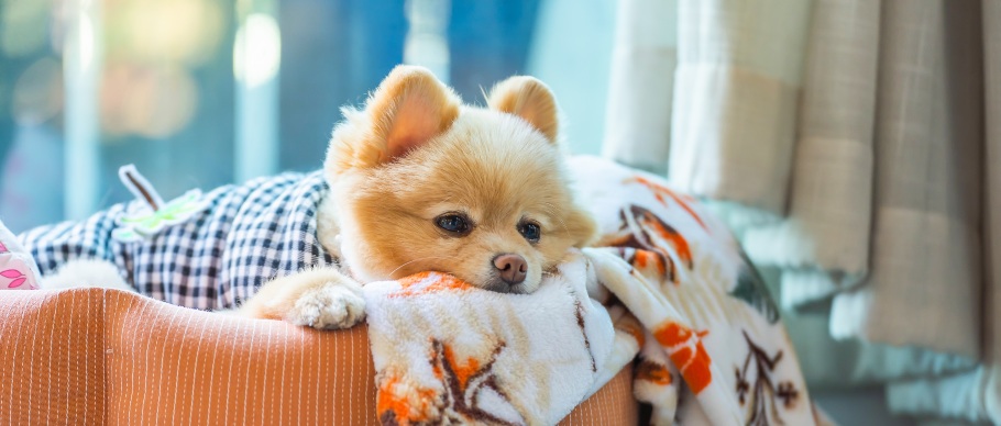 pomeranian dog lying in a cozy dog bed