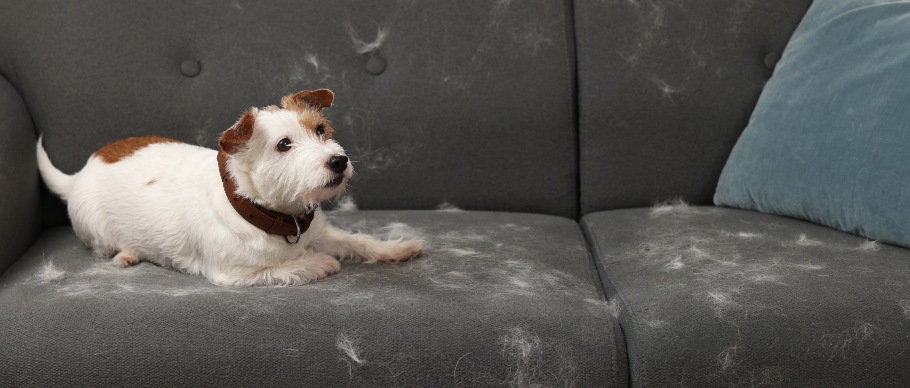 terrier dog lying on couch covered in pet hair