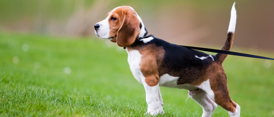 beagle on leash in grass