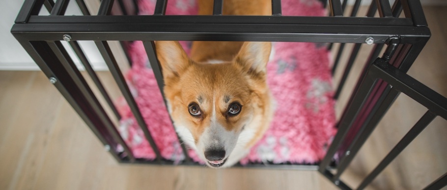 9 month old hotsell puppy peeing in crate